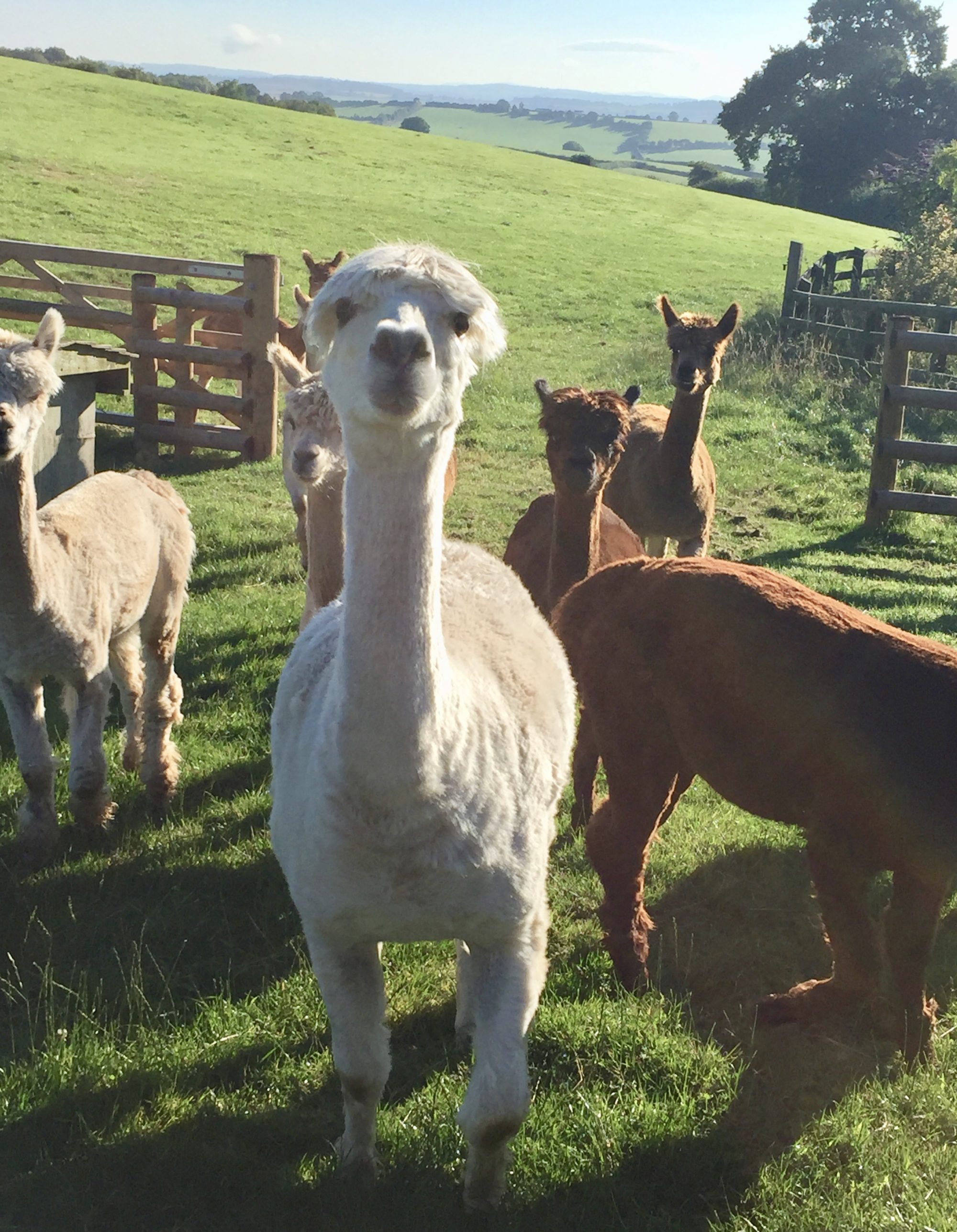 Little Whitelands Farm
