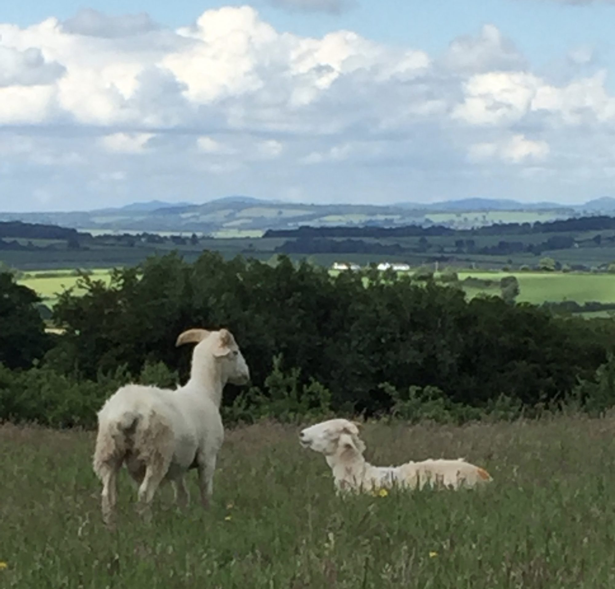 Little Whitelands Farm
