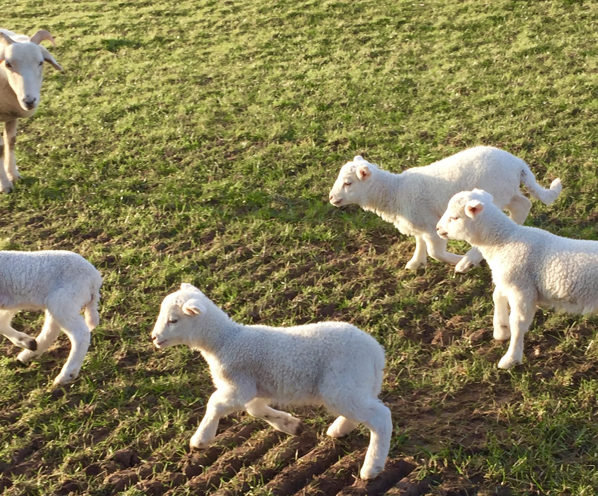 Little Whitelands Farm