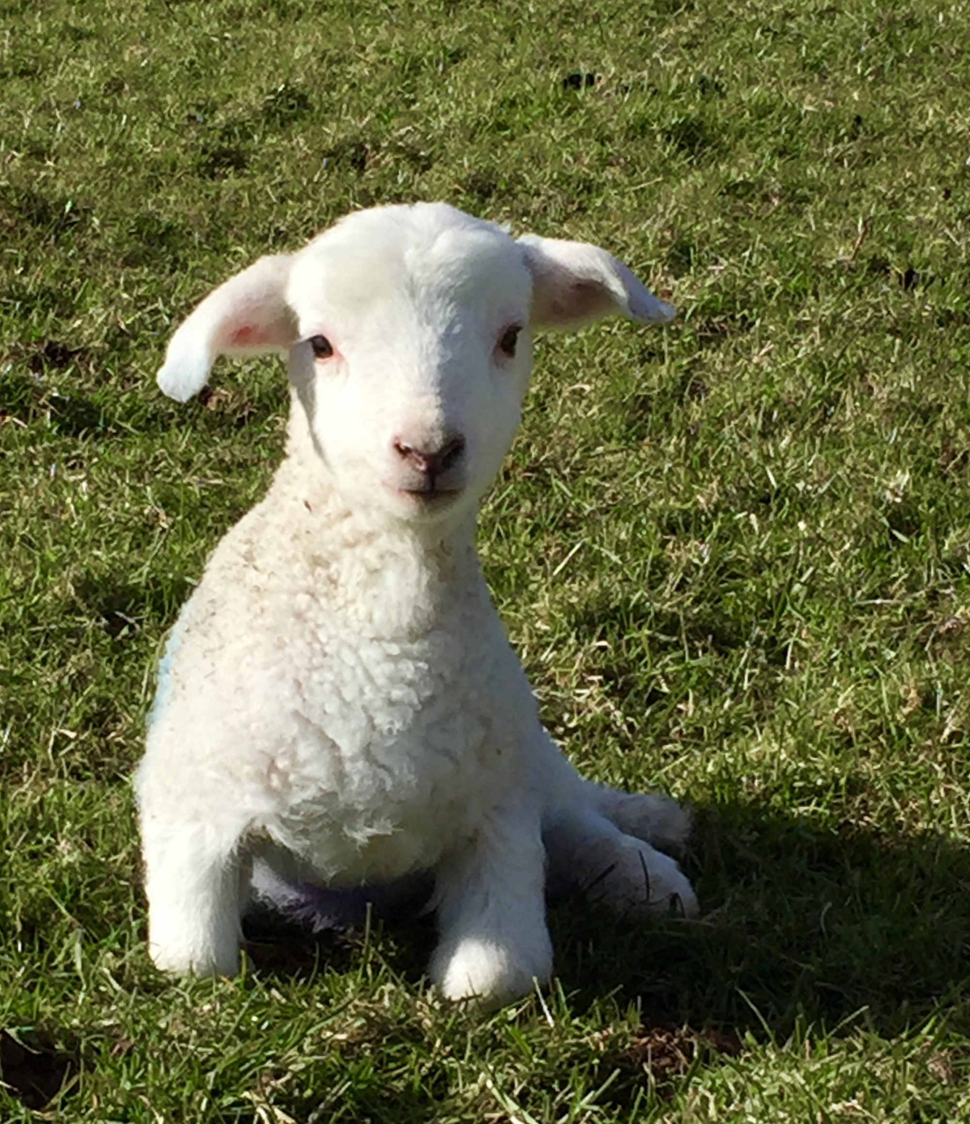 Little Whitelands Farm