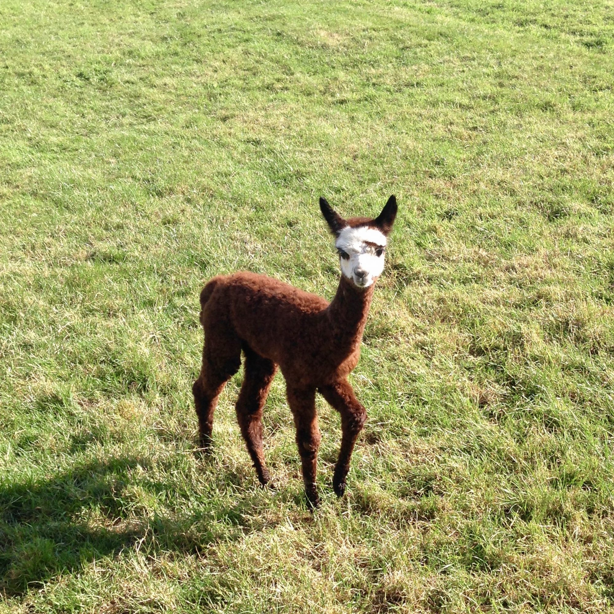 Little Whitelands Farm